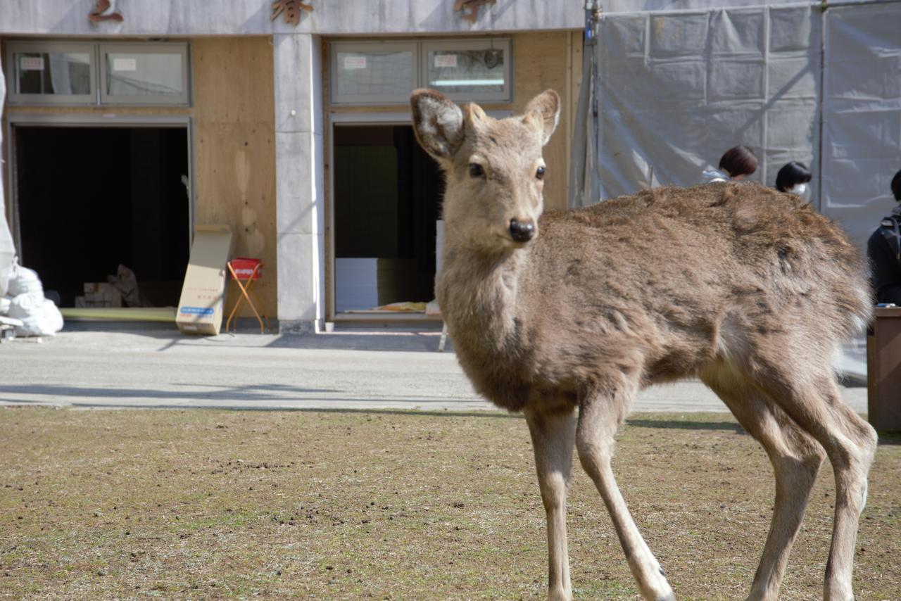 Mountain Home Lodge In Deer Park Nara Kültér fotó